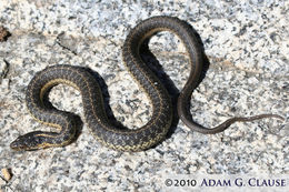 Image of Thamnophis atratus hydrophilus Fitch 1936