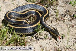 Image of Thamnophis atratus zaxanthus Boundy 1999