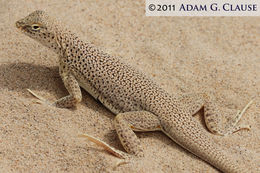 Image of Mojave Fringe-toed Lizard