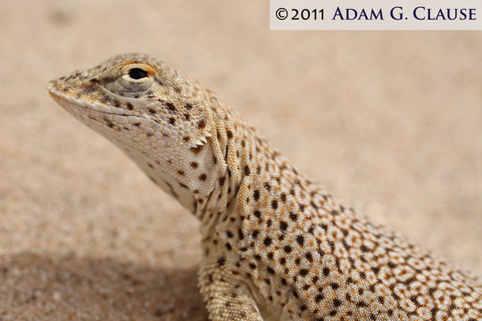 Image of Mojave Fringe-toed Lizard