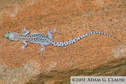 Image of Sandstone Night Lizard