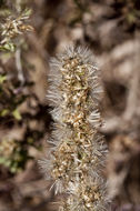 Слика од Brickellia laciniata A. Gray