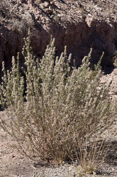 Image of splitleaf brickellbush