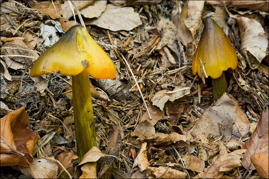 Image of Conical slimy cap