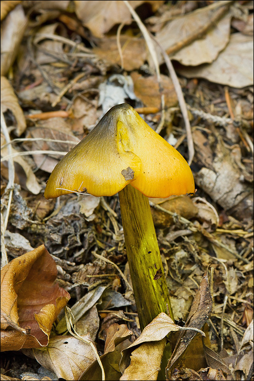 Image of Conical slimy cap