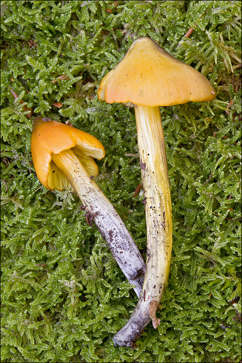 Image of Conical slimy cap