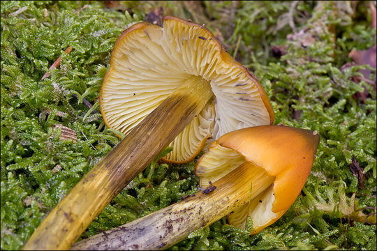 Image of Conical slimy cap