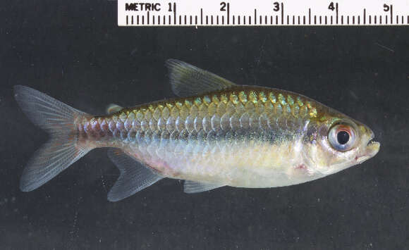 Image of African tetras