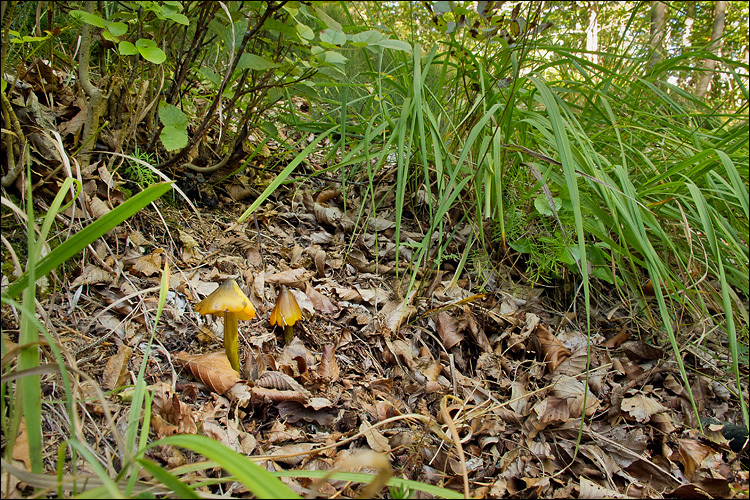 Image de Hygrophore conique