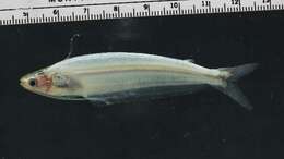 Image of schilbeid catfishes