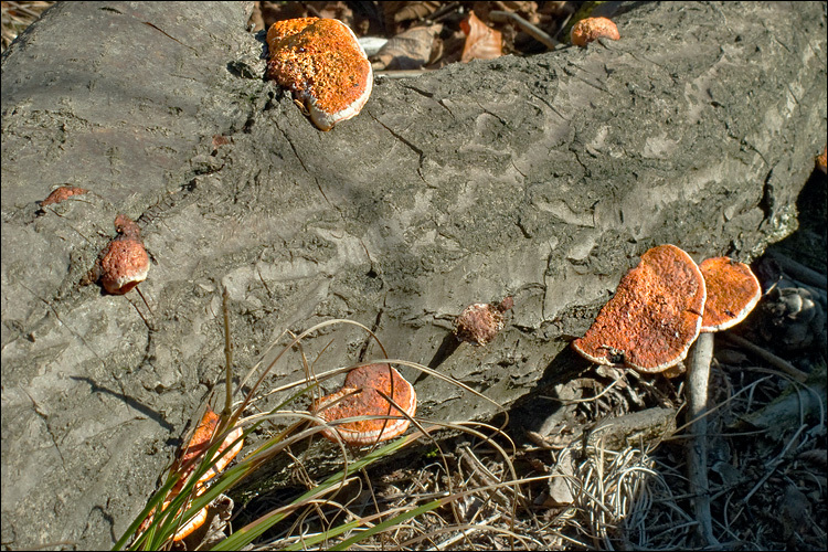 Image of Pycnoporus cinnabarinus (Jacq.) P. Karst. 1881