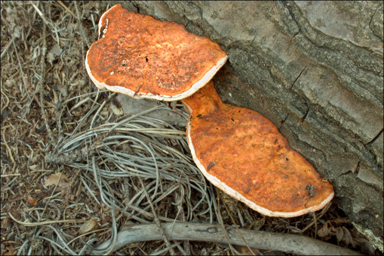 Image of Pycnoporus cinnabarinus (Jacq.) P. Karst. 1881