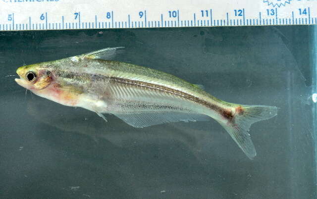 Image of schilbeid catfishes