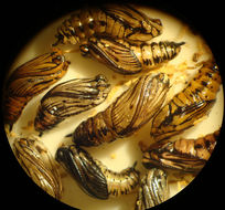 Image of California Oak Moth