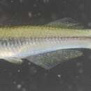 Image of Plataplochilus