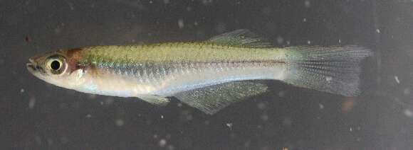 Image of Plataplochilus