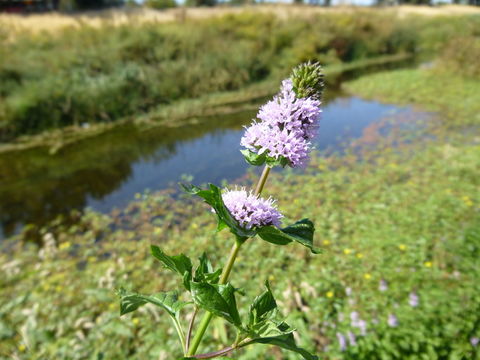 Image of Water Mint