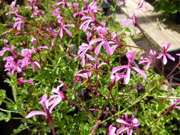 Image of Pelargonium ionidiflorum (Eckl. & Zeyh.) Steud.