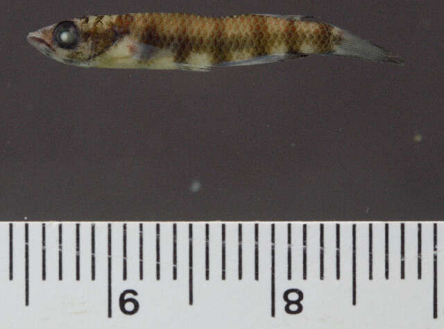 Слика од Epiplatys