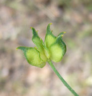 Imagem de Ranunculus occidentalis Nutt.