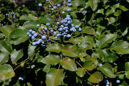 Image of <i>Berberis <i>aquifolium</i></i> var. aquifolium