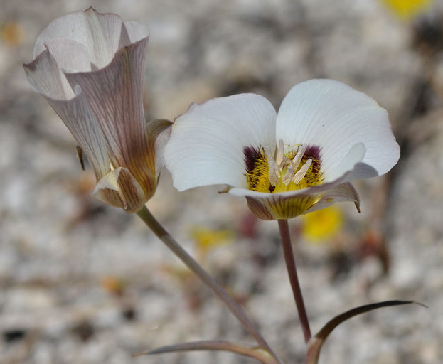 Calochortus leichtlinii Hook. fil. resmi