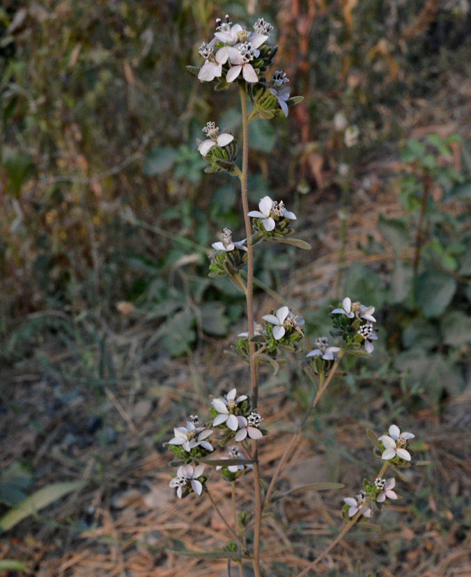 Plancia ëd Calycadenia fremontii A. Gray