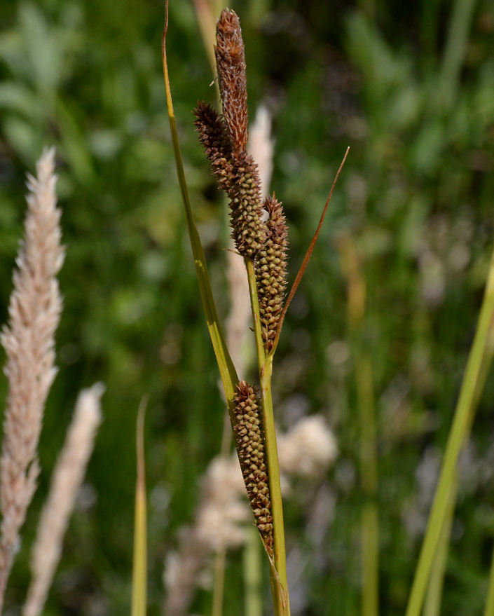 Image of Yosemite sedge