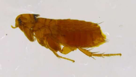 Image of Hystrichopsylla