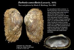 Image of <i>Barbatia cancellaria</i>