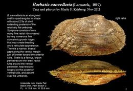 Image of <i>Barbatia cancellaria</i>