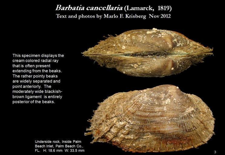 Image de <i>Barbatia cancellaria</i>