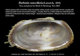 Image of <i>Barbatia cancellaria</i>