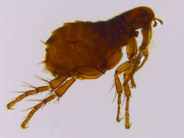 Image of Hedgehog flea