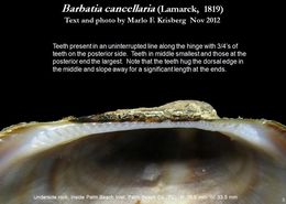 Image of <i>Barbatia cancellaria</i>