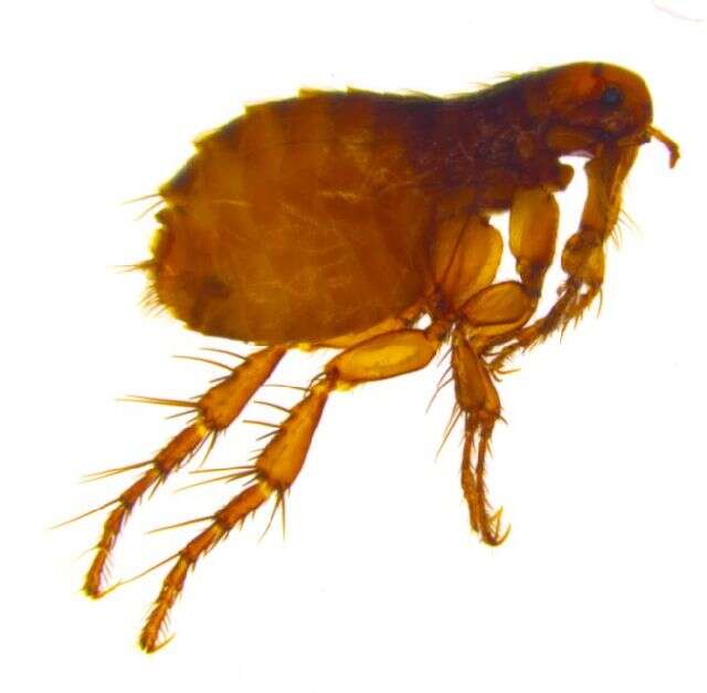 Image of Hedgehog flea