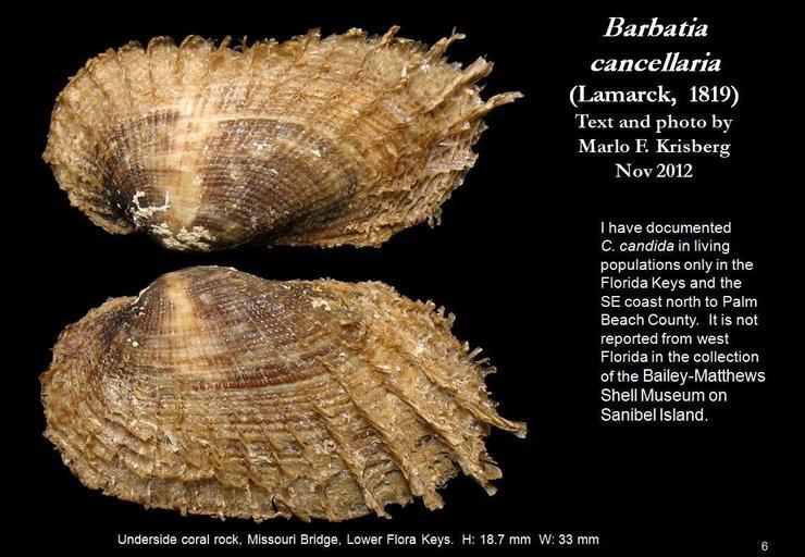 Image of <i>Barbatia cancellaria</i>