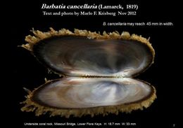 Image of <i>Barbatia cancellaria</i>