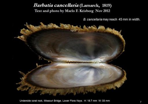 Image de <i>Barbatia cancellaria</i>