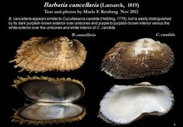 Image of <i>Barbatia cancellaria</i>