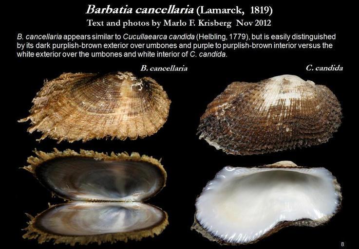 Image of <i>Barbatia cancellaria</i>