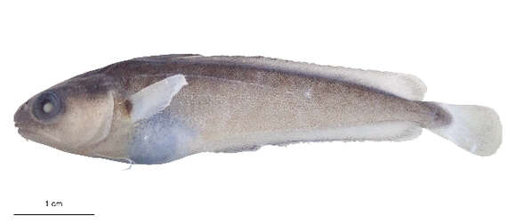 Image of codlings