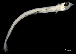 Image of Lampanyctinae