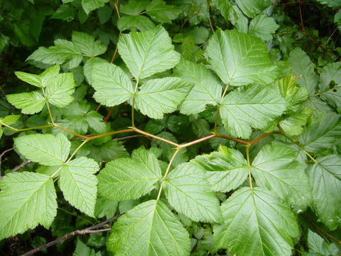 Image of salmonberry