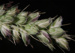 Image of Knotroot Foxtail