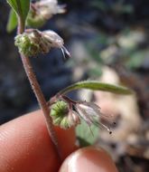 Phacelia stebbinsii Constance & Heckard的圖片