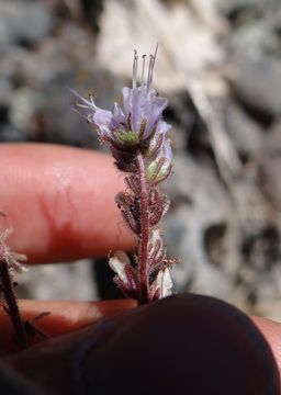 Phacelia stebbinsii Constance & Heckard的圖片