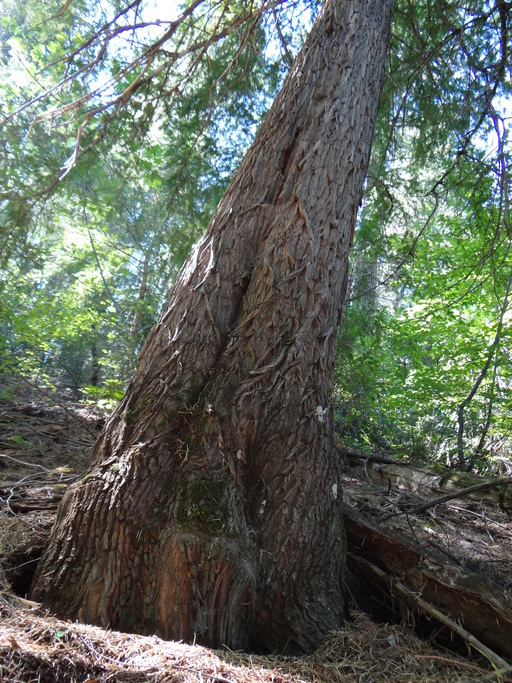 Image of California Nutmeg