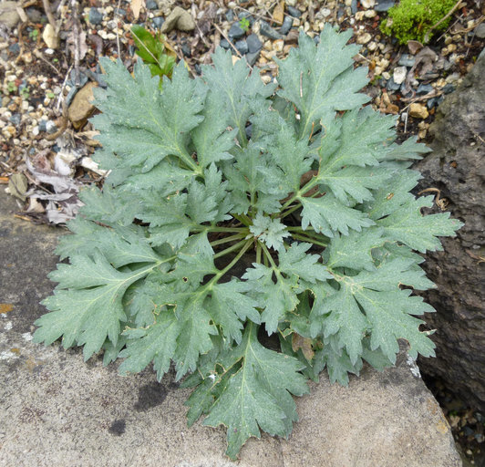 Image of Artemisia montana (Nakai) Pamp.
