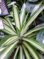 Image of Neoregelia carolinae (Beer) L. B. Sm.